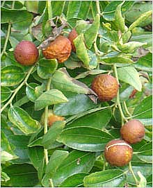 Зизифус настоящий, ююба, или унаби (Zizyphus jujube)