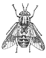 Обыкновенный пестряк (Chrysops relictus)