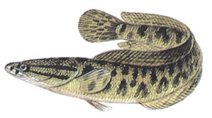 Змееголов (Channel argus)