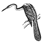 меешейка (Anhinga anhinga)
