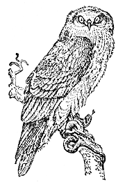 Змееяд Circaetus gallicus)