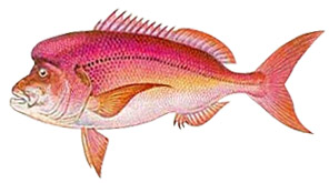 Лобастый зубан (Dentex filosus, или D. gibbosus)
