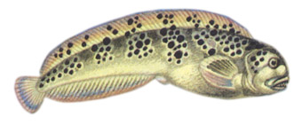 Пятнистая зубатка (Anarhichas minor)
