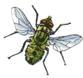 Hydrotaea irritans