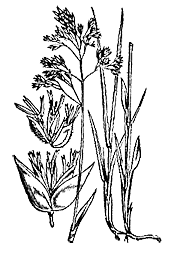 3убровка душистая (Hierochloe odorata)