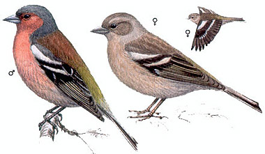 Зяблик (Fringilla coelebs)